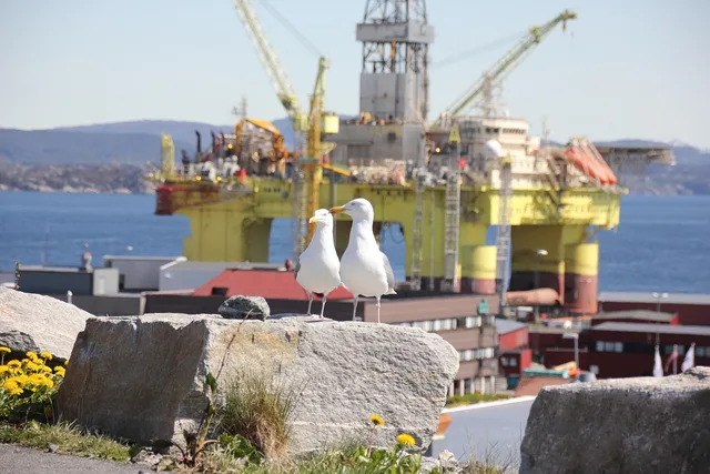 platform, oil, rig, oil rig, technology, nature, offshore, ocean, seagulls, birds, yellow. Alberta PIPA worker data in the energy sector